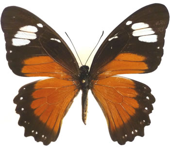 Papilio dardanus 